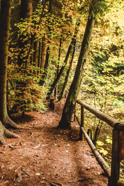 Ein Feldweg mit Holzgeländer schlängelt sich durch einen Wald mit hohen Bäumen und Herbstlaub.