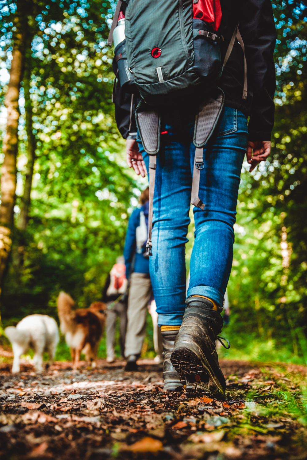 Eine Gruppe von Menschen und Hunden, die auf einem Waldweg spazieren gehen, von hinten auf Bodenhöhe betrachtet.