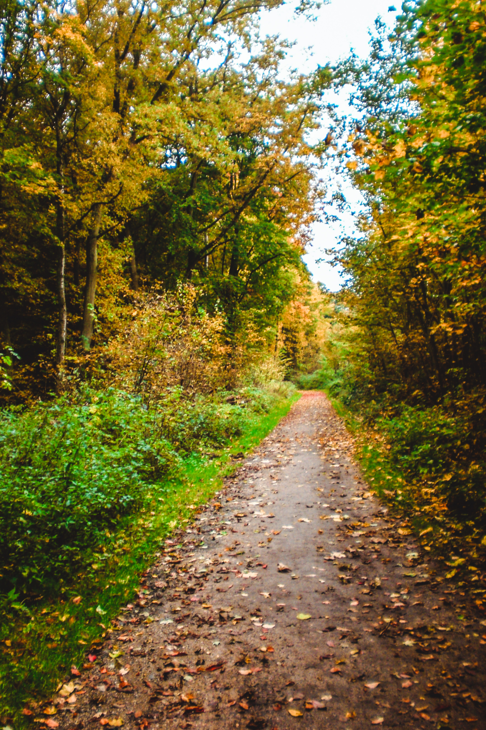 Ein mit Laub bedeckter Feldweg schlängelt sich durch einen Wald mit herbstlich gefärbten Bäumen.