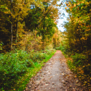 Ein mit Laub bedeckter Feldweg schlängelt sich durch einen Wald mit herbstlich gefärbten Bäumen.
