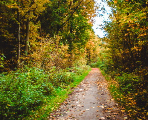 Ein mit Laub bedeckter Feldweg schlängelt sich durch einen Wald mit herbstlich gefärbten Bäumen.